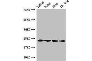 Western Blot Positive WB detected in Recombinant protein All lanes: hfb1 antibody at 4 μg/mL Secondary Goat polyclonal to rabbit IgG at 1/50000 dilution predicted band size: 25 kDa observed band size: 25 kDa (CPLX2 Antikörper  (AA 23-97))