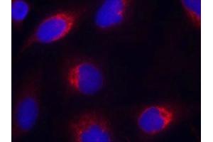 Immunofluorescence staining of methanol-fixed Hela cells using Ephrin-B2(Ab-330) Antibody. (Ephrin B2 Antikörper)