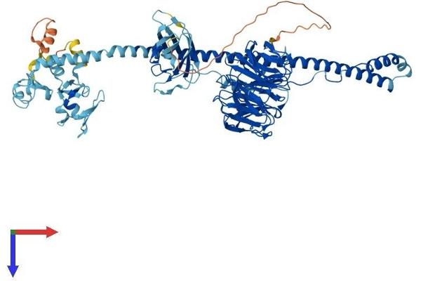 TRIM2 Protein (AA 1-744) (His tag)