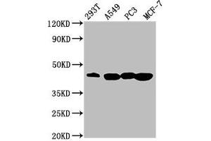 Western Blot Positive WB detected in: 293T whole cell lysate, A549 whole cell lysate, PC-3 whole cell lysate, MCF-7 whole cell lysate All lanes: SAV1 antibody at 3.