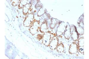 Formalin-fixed, paraffin-embedded Rat Colon stained with FOXA1 Monoclonal Antibody (FOXA1/1519).