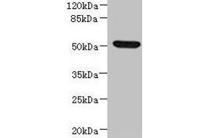 Western blot All lanes: NDUFV1 antibody at 3. (NDUFV1 Antikörper  (AA 1-250))