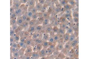 IHC-P analysis of Mouse Tissue, with DAB staining. (IL17 Receptor B Antikörper  (AA 310-499))
