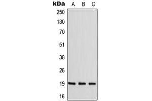 Western blot analysis of ZNF9 expression in MCF7 (A), NIH3T3 (B), Raw264.