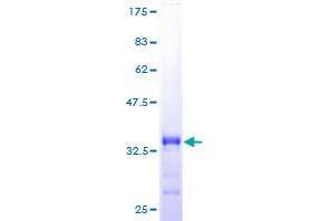 REXO2 Protein (AA 1-79) (GST tag)