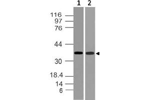 Image no. 1 for anti-TWIST Neighbor (TWISTNB) (AA 28-257) antibody (ABIN5027613) (TWIST Neighbor Antikörper  (AA 28-257))