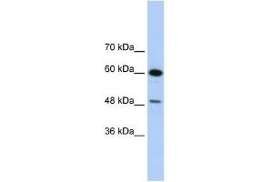 DAZAP1 antibody used at 1. (DAZAP1 Antikörper  (C-Term))