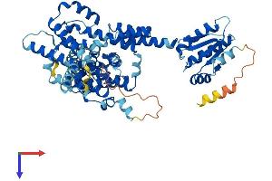 SLC26A11 Protein (AA 1-606) (His tag)