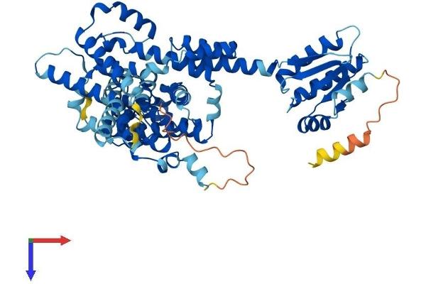 SLC26A11 Protein (AA 1-606) (His tag)
