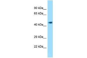 WB Suggested Anti-4732418C07Rik Antibody Titration: 1.