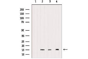 Western blot analysis of extracts from various samples, using Histone H2A. (H2AFX Antikörper)
