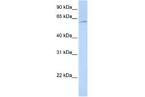WB Suggested Anti-EIF3EIP Antibody Titration:  0. (EIF3L Antikörper  (N-Term))