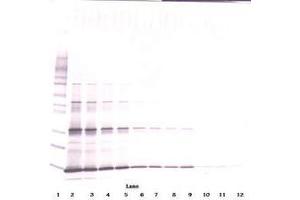 Image no. 7 for anti-Leptin (LEP) antibody (ABIN465530) (Leptin Antikörper)