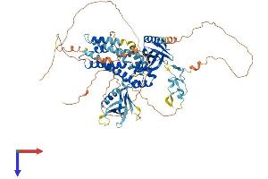 FGD3 Protein (AA 1-725) (His tag)