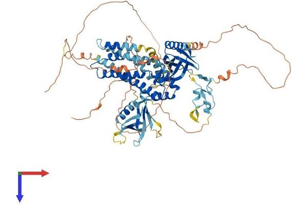 FGD3 Protein (AA 1-725) (His tag)