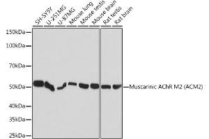 Western blot analysis of extracts of various cell lines, using Muscarinic AChR M2 (Muscarinic AChR M2 ) Rabbit mAb (ABIN7266346) at 1:1000 dilution. (Muscarinic Acetylcholine Receptor M2 Antikörper)