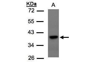 WB Image Sample(30 μg of whole cell lysate) A:293T 10% SDS PAGE antibody diluted at 1:1500 (TCF19 Antikörper  (C-Term))