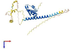 RALYL Protein (AA 1-291) (His tag)