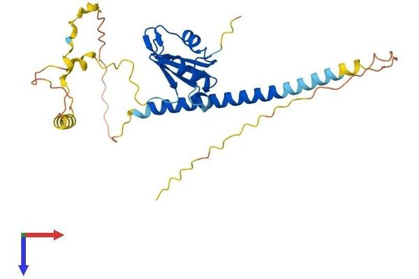 RALYL Protein (AA 1-291) (His tag)