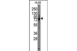 Western blot analysis of TRPV3 Antibody (C-term) (ABIN388190 and ABIN2850503) in HL60 cell line lysates (35 μg/lane). (TRPV3 Antikörper  (C-Term))