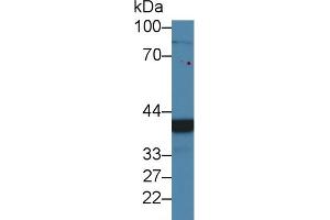 Western Blotting (WB) image for anti-Chordin-Like 1 (CHRDL1) (AA 272-447) antibody (ABIN7442435)