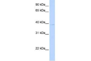 LOC650515 antibody used at 0. (ALG1L3P Antikörper  (C-Term))