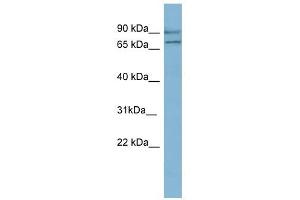 OXR1 antibody used at 1 ug/ml to detect target protein. (OXR1 Antikörper  (N-Term))