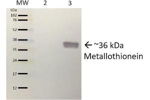 Western blot analysis of Pseudomonas aeruginosa Purified protein showing detection of ~36 kDa (9. (Metallothionein Antikörper  (PE))