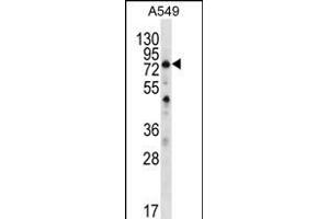 STA7 Antibody (C-term) (ABIN656352 and ABIN2845651) western blot analysis in A549 cell line lysates (35 μg/lane). (SPATA7 Antikörper  (C-Term))