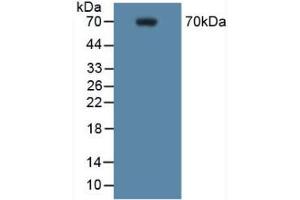 Figure. (PTGS2 Antikörper  (AA 187-425))