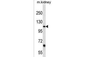 PTGFRN Antibody (Center) (ABIN1538438 and ABIN2849958) western blot analysis in mouse kidney tissue lysates (35 μg/lane). (PTGFRN Antikörper  (AA 458-485))