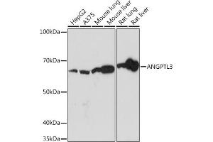 Western blot analysis of extracts of various cell lines, using  Rabbit mAb (ABIN7265591) at 1:1000 dilution. (ANGPTL3 Antikörper)