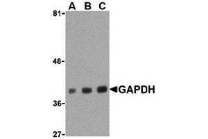 Western Blotting (WB) image for anti-Glyceraldehyde-3-Phosphate Dehydrogenase (GAPDH) (C-Term) antibody (ABIN1030405) (GAPDH Antikörper  (C-Term))