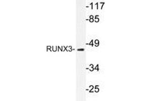 Western blot analysis of RUNX3 antibody in extracts from HUVEC cells. (RUNX3 Antikörper)