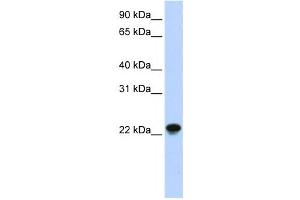 Western Blotting (WB) image for anti-ADP-Ribosylation Factor-Like 8A (ARL8A) antibody (ABIN2459552)