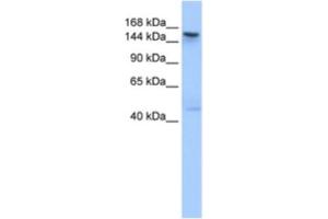 Western Blotting (WB) image for anti-Testis Expressed 14 (TEX14) antibody (ABIN2463620) (TEX14 Antikörper)