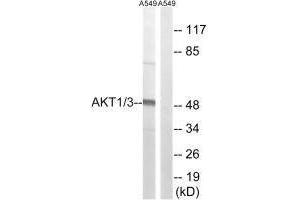 Western blot analysis of extracts from A549 cells, using AKT1/3 (Ab-437/434) antibody. (AKT1/3 (Tyr434), (Tyr437) Antikörper)