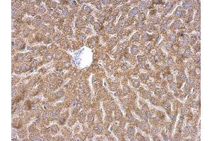 IHC-P Image WDR1 antibody detects WDR1 protein at cytosol on mouse liver by immunohistochemical analysis.