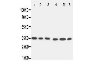 Anti-Caspase 9 antibody, Western blotting All lanes: Anti Caspase 9  at 0.
