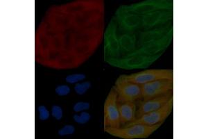 PKC delta Mouse Monoclonal Antibody staining Hela cells by IF/ICC. (PKC delta Antikörper  (N-Term))