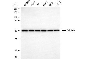 Western blotting analysis using β-Tubulin antibody (ABIN7800666).