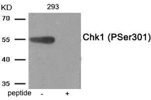 Western blot analysis of extracts from 293 tissue using Chk1 (Phospho-Ser301) antibody. (CHEK1 Antikörper  (pSer301))
