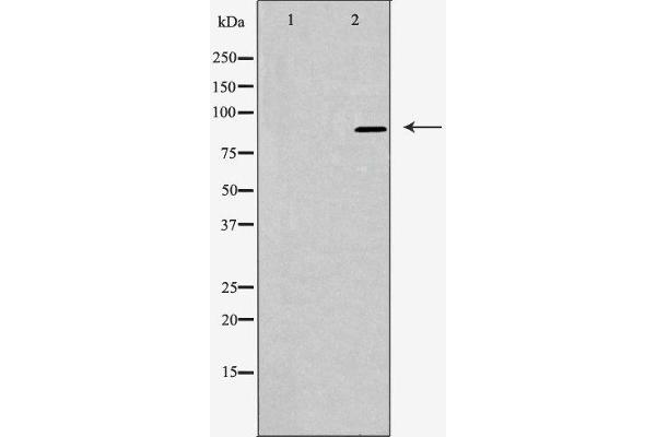 ARHGAP9 Antikörper  (Internal Region)