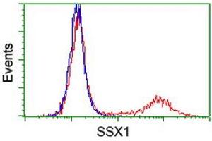 Image no. 1 for anti-Synovial Sarcoma, X Breakpoint 1 (SSX1) antibody (ABIN1501157) (SSX1 Antikörper)