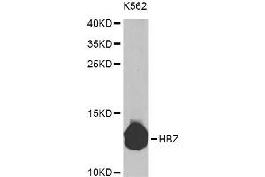 Western blot analysis of extracts of K-562 cells, using HBZ Antibody (ABIN5975068) at 1/1000 dilution. (HBZ Antikörper)