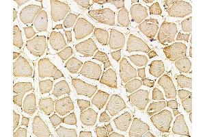ABIN7096184 and ABIN7100246 at 1/100 staining mouse muscle tissue by IHC-P. (Stonin 2 (STON2) Antikörper)