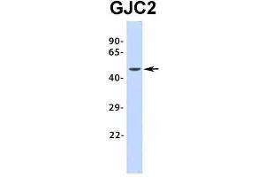 Western Blotting (WB) image for anti-Gap Junction Protein, gamma 2, 47kDa (GJC2) (Middle Region) antibody (ABIN2774865)