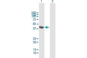 Western Blot analysis of RNF133 expression in transfected 293T cell line by RNF133 MaxPab polyclonal antibody.