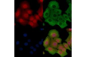 ABIN6263985 and ABIN6268931 staining Hela cells by IF/ICC.