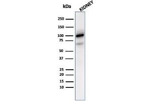 Western blot analysis of kidney tissue lysate using CD10 Mouse Monoclonal Antibody (MME/2590). (MME Antikörper  (AA 297-483))